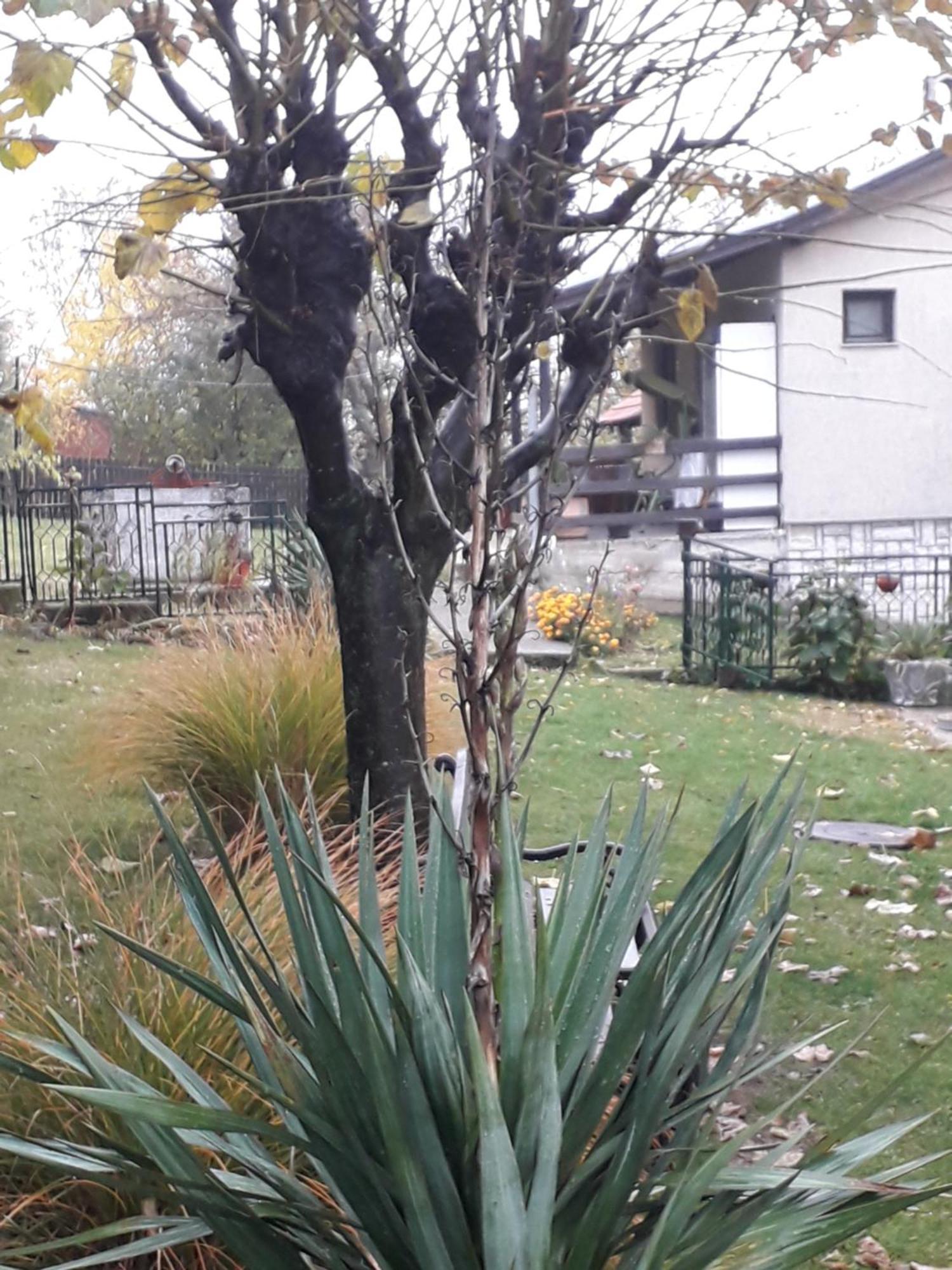 Galerija Jovanovic Topola Ruang foto
